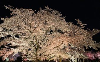 二条城桜まつり