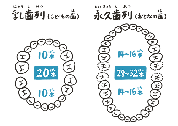 大人 の 歯 グラグラ 子供