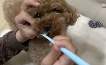犬も人間も歯が命！